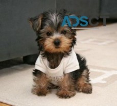 Cute Yorkie Puppies For new home!!!!!
