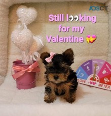 Adorable Teacup Yorkie Puppies Ready