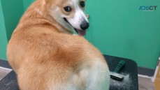 Alpha Dog Grooming Services