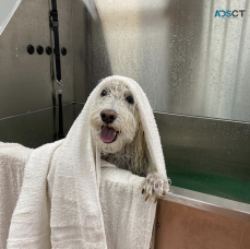 Premier Pet Services