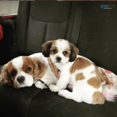 Premier Pet Services