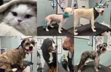 Paw Prints Professional Grooming