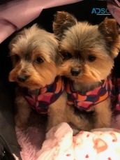 Bow Wow & Meow's