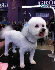 The Groomin Room