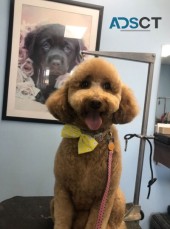The Groomin Room