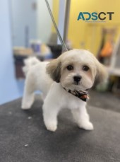 The Groomin Room