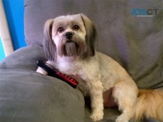Best in Show Grooming