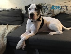 A&B Quality Pet Styling Salon