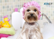 Tyson Dog Grooming By Bonnie