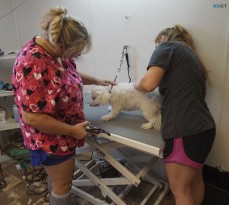 Happy Tails Grooming