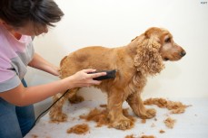 Canine Clippers