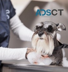 Petco Grooming
