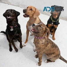 barKadelphia