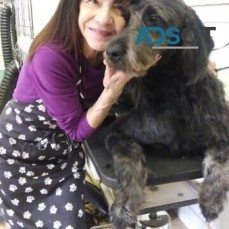 Four Paws Dog Grooming-Jo Ann