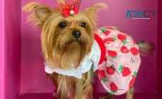 Tia Pet Care - Dog Grooming