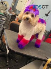 Doggie Style Pets Fairmount
