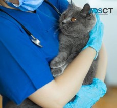 Heart + Paw