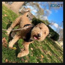 PupsPort Dog Daycare & Grooming