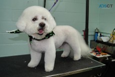 Patti's Pet Grooming