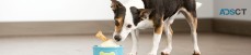 PetSmart Grooming