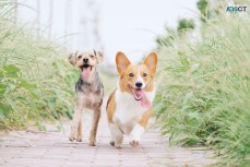 Gordon Groom and Pet Care Service