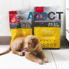 Doggie Style Pets Bala Cynwyd