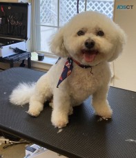 Angel's Pet Grooming service LLC