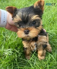Healthy Teacup Yorkie Puppies Available 