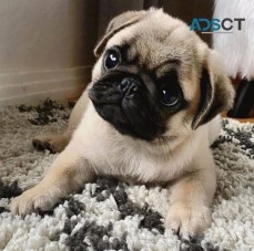 AKC Registered Pug Puppies Ready To Go