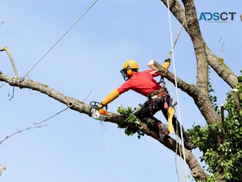 Get in Touch for Professional Tree Care Service
