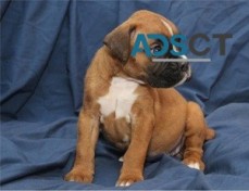 male & female Boxer Puppies for sale.