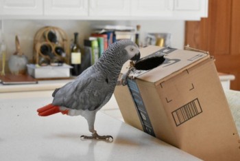 Best African Grey Home
