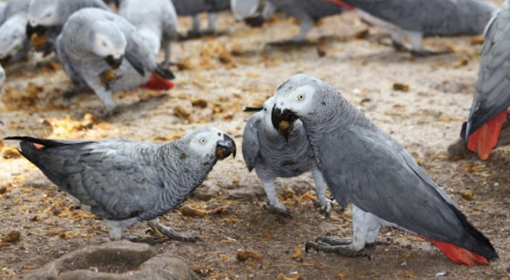 Best African Grey Home