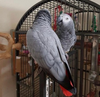 AFRICAN GREY PARROTS FOR SALE
