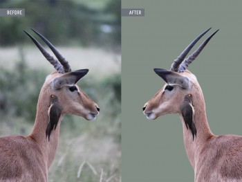 Animal Photo Retouching Services – Global Photo Edit