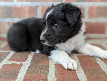 Chiots Border Collie Puppies