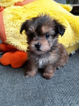 cute puppies looking for new home