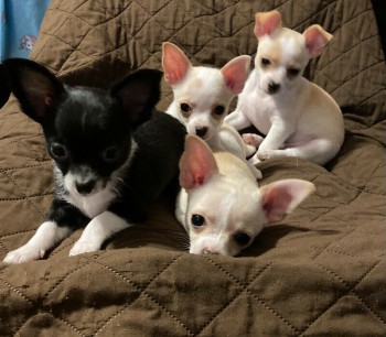 Applehead Chihuahua Puppies For Sale