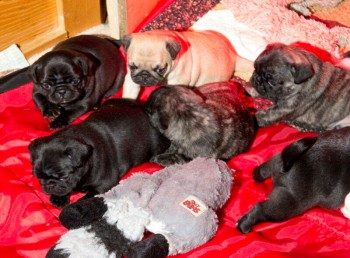 Adorable Pug Puppies for Rehoming