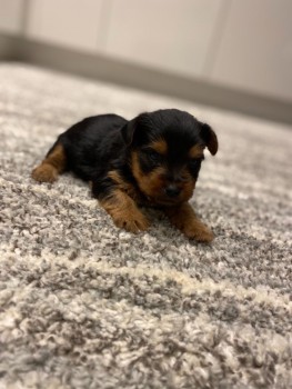 AKC Yorkshire Terrier Puppies 