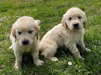 Kc Registered Golden Retriever Puppies f