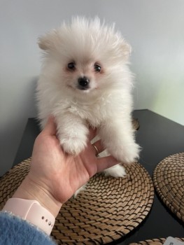 Pomeranian puppies available for sale No