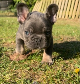 French bulldog puppies available