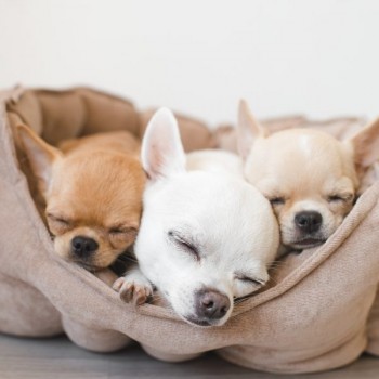 Beautiful Chihuahua puppies