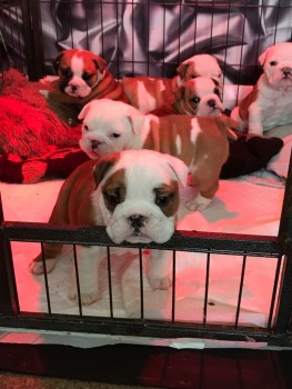English Bulldog puppies for sale 