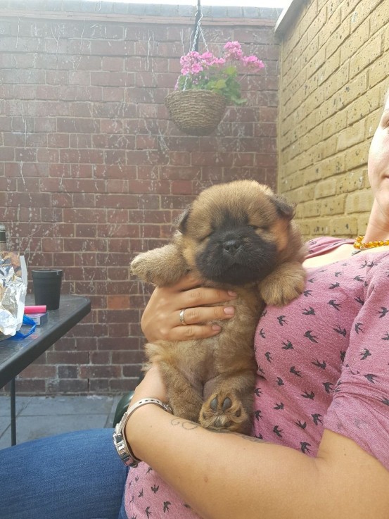 Chow Chow puppies for sale 