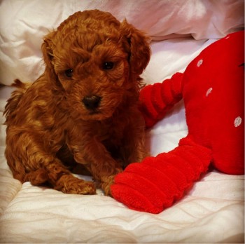 Poodle puppies for sale 