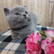 British Shorthairs kittens for sale 