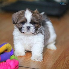Shih Tzu puppies  for sale 