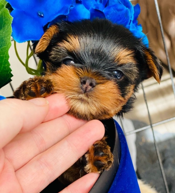 Yorkshire Terrier puppies  for sale 